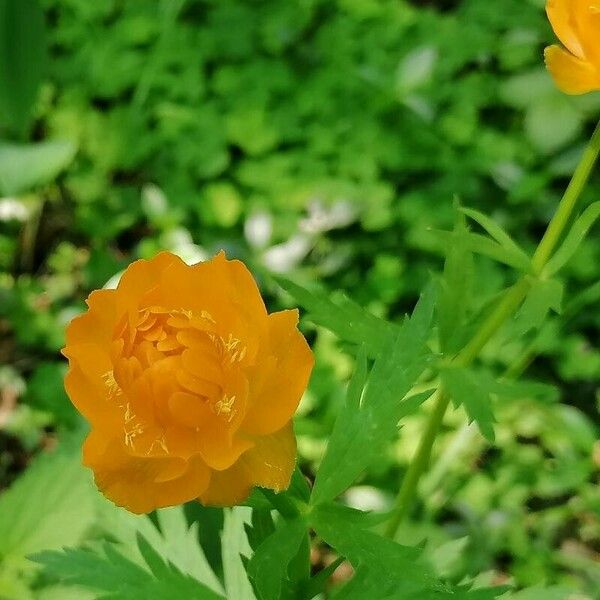 Trollius asiaticus Blomst