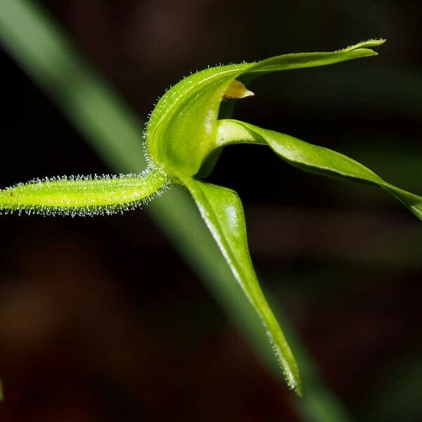 Achlydosa glandulosa Συνήθη χαρακτηριστικά