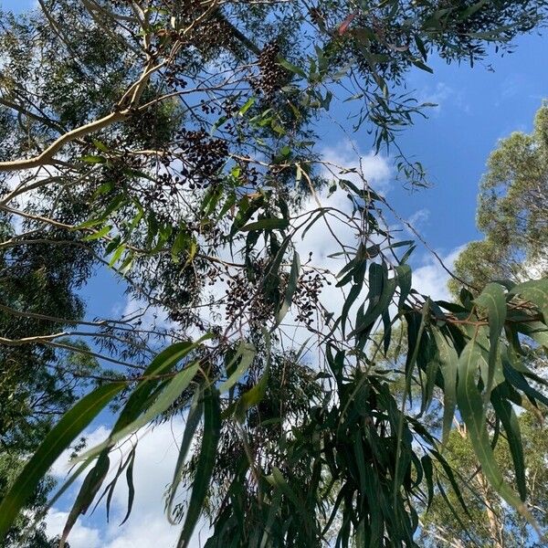 Eucalyptus camaldulensis Leht