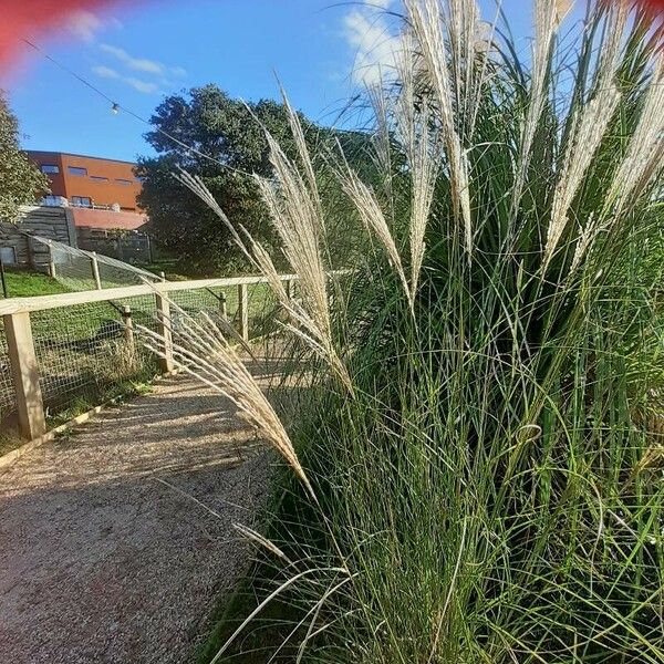 Miscanthus sinensis Flower