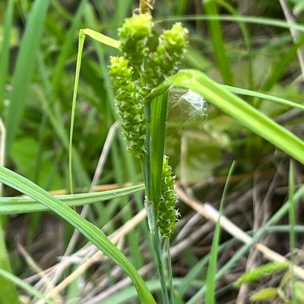 Carex granularis ফুল