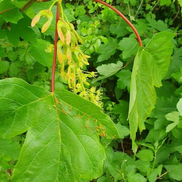 Acer spicatum Gyümölcs