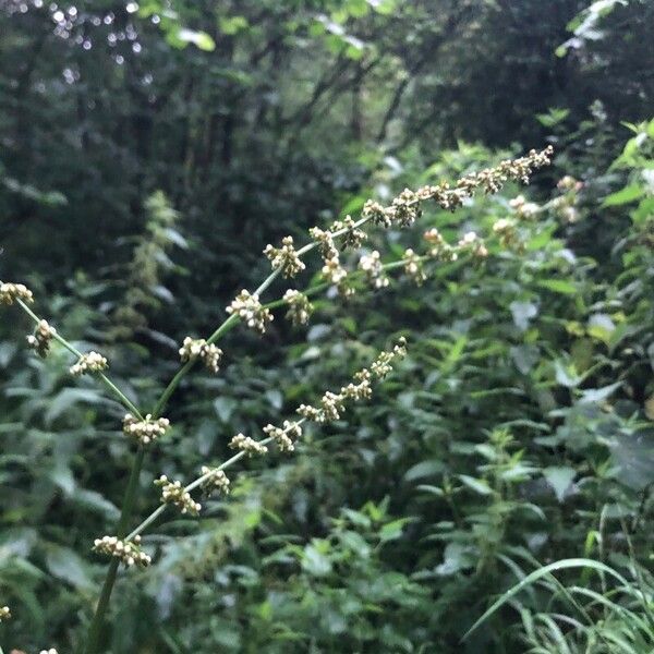 Rumex sanguineus Floro