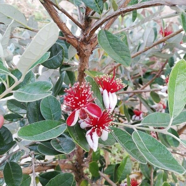 Feijoa sellowiana ফুল