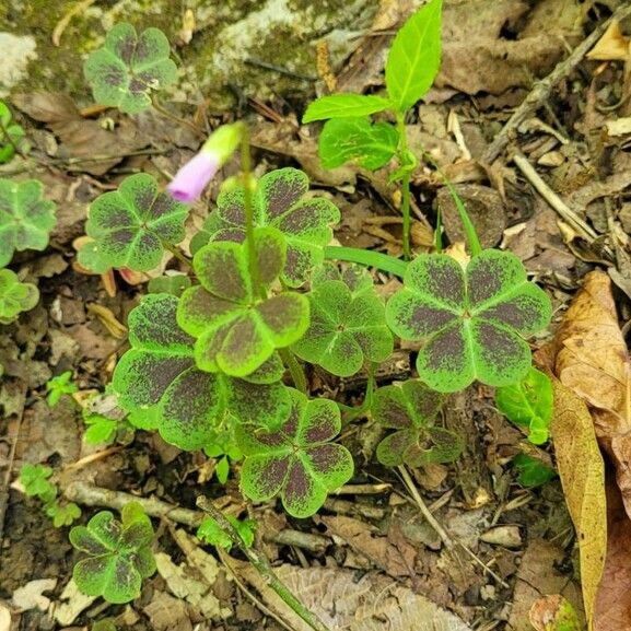 Oxalis violacea Yaprak