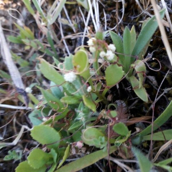 Cuscuta planiflora Flower