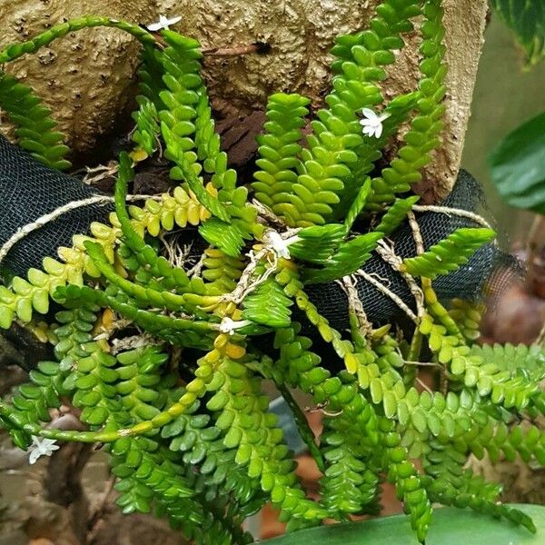 Angraecum distichum Habitatea