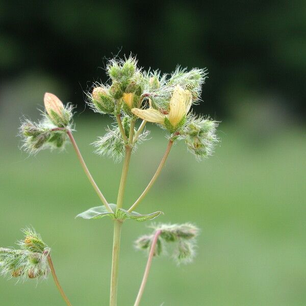 Hypericum barbatum फूल