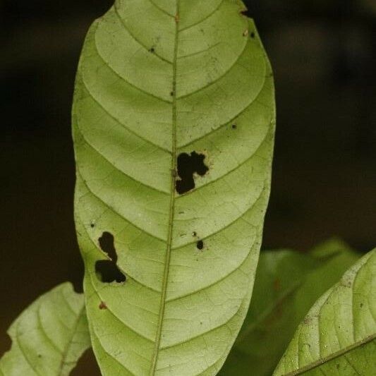 Trichilia schomburgkii Hoja