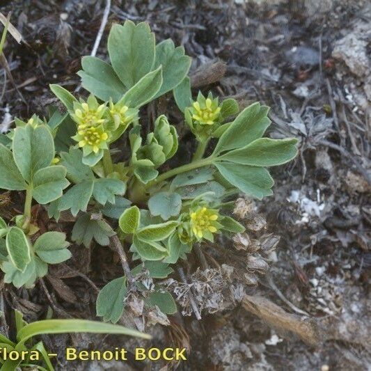 Sibbaldia procumbens Outro