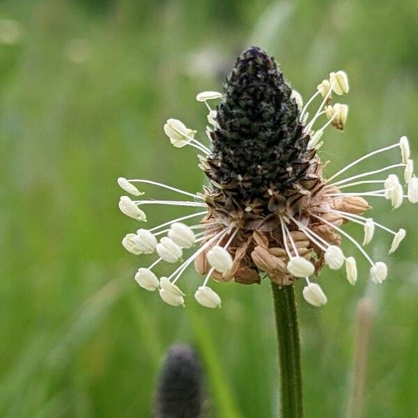 Plantago argentea Flower