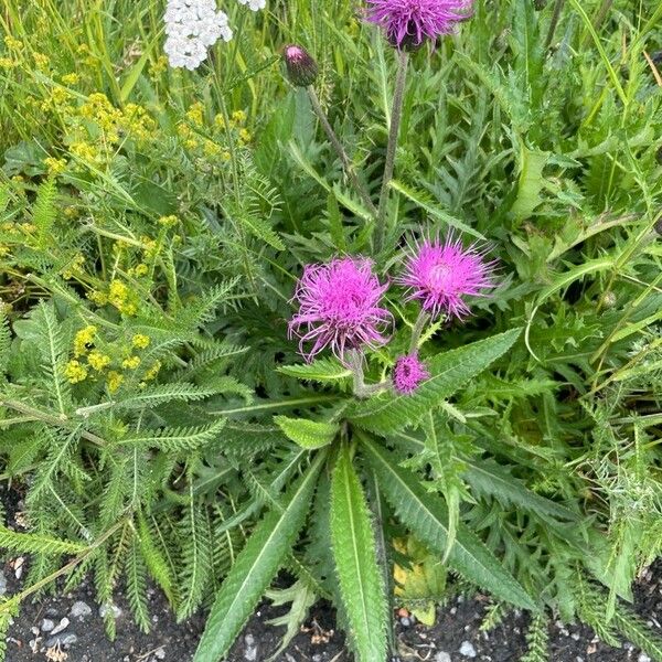 Cirsium heterophyllum Flower