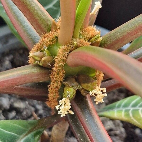 Euphorbia leuconeura Blomst