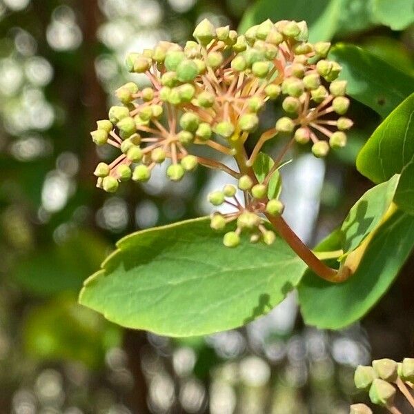 Spiraea trilobata Flower