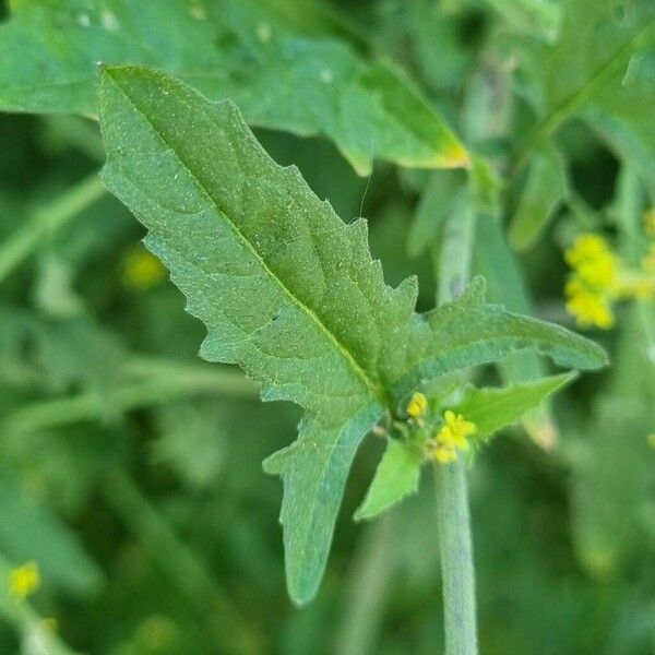 Sisymbrium officinale Folio