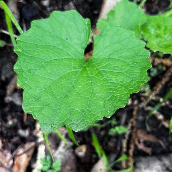 Alliaria petiolata Feuille