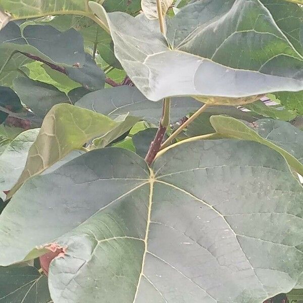 Paulownia tomentosa Leaf