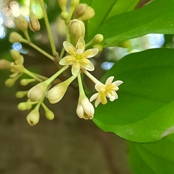 Cinnamomum burmanni Floare