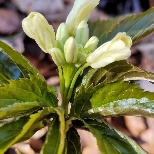 Cardamine enneaphyllos 花