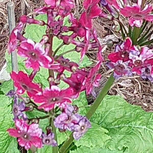 Primula japonica ᱵᱟᱦᱟ