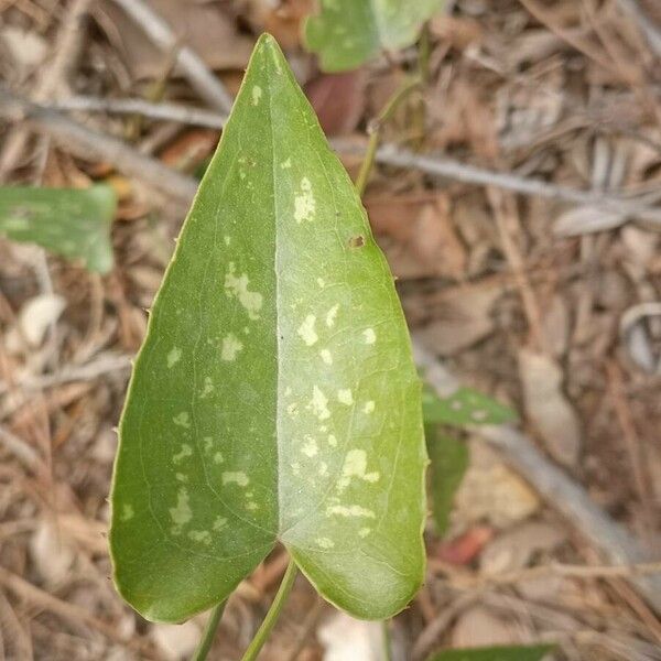 Smilax bona-nox Feuille