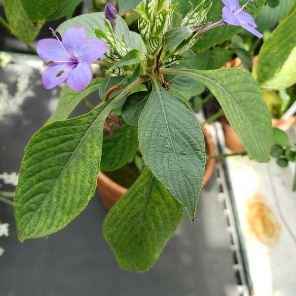 Eranthemum pulchellum برگ