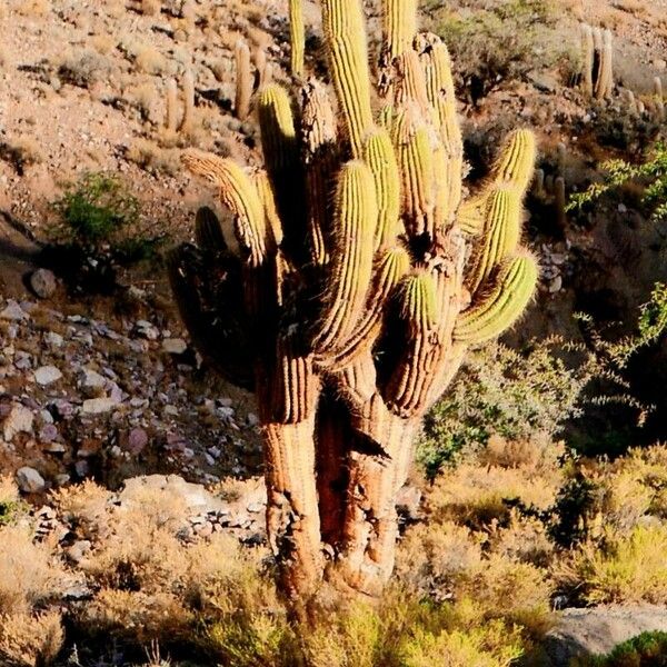 Leucostele atacamensis Hostoa