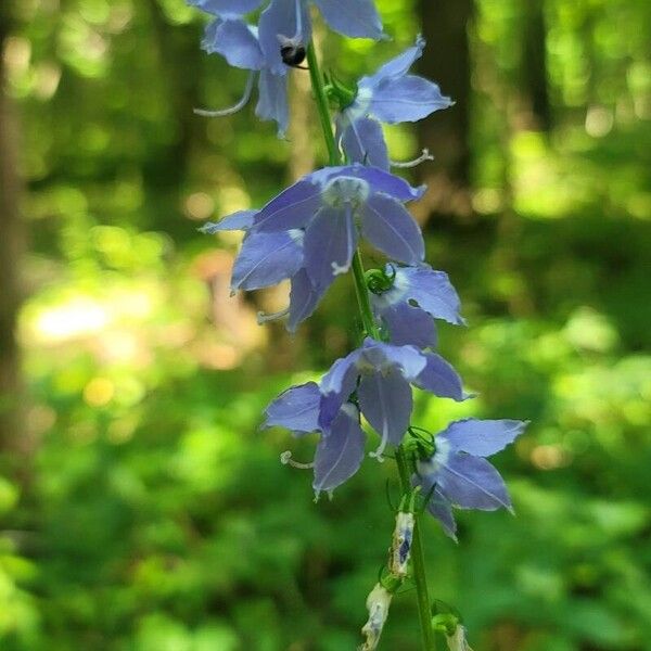 Campanulastrum americanum Blüte