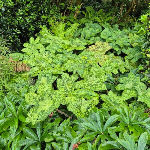 Podophyllum cv. 'Kaleidoscope' 葉