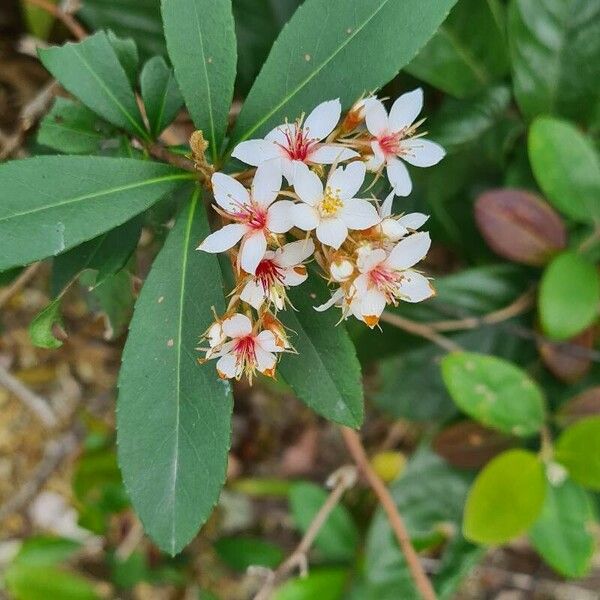 Rhaphiolepis indica Flower