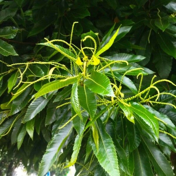 Castanea crenata Leaf