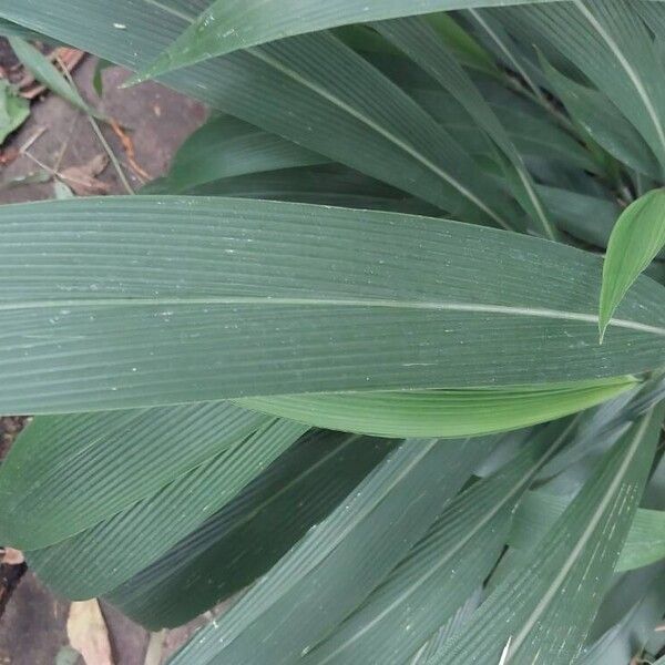 Setaria palmifolia Liść