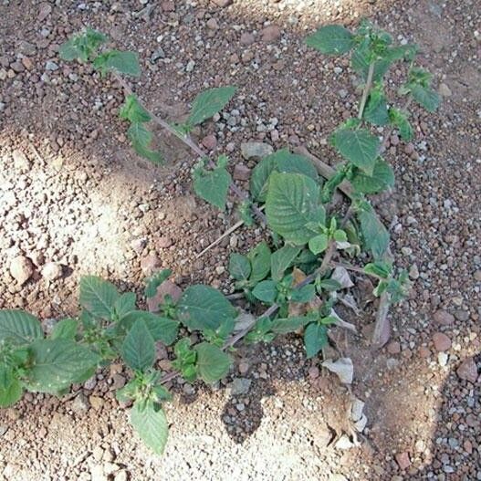 Spiracantha cornifolia Συνήθη χαρακτηριστικά