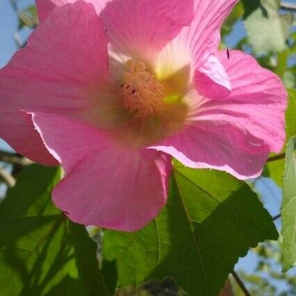 Hibiscus mutabilis Flor
