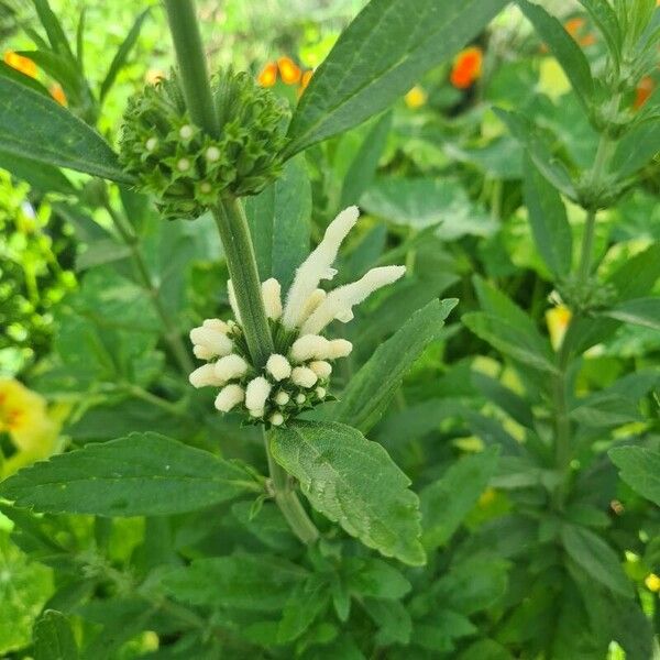 Leonotis leonurus Virág