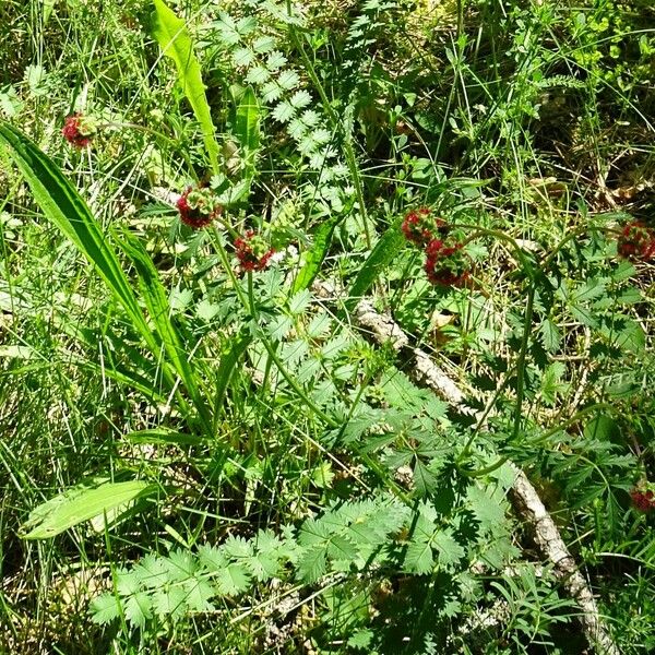 Sanguisorba minor অভ্যাস