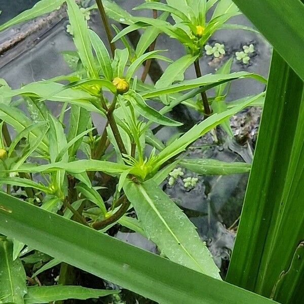 Bidens cernua ᱵᱟᱦᱟ