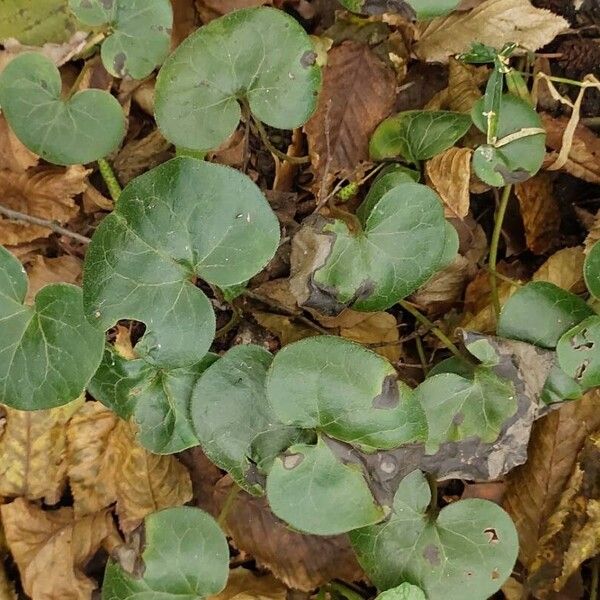 Asarum europaeum Lapas