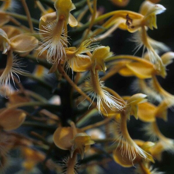Platanthera ciliaris Virág