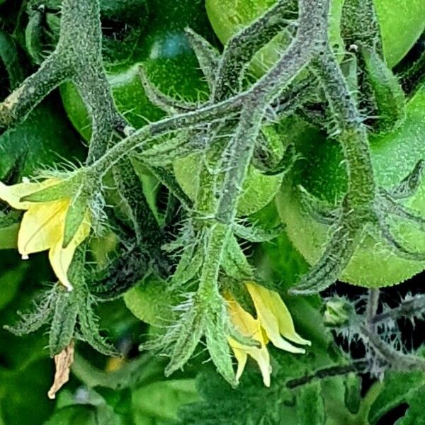 Solanum lycopersicum Blüte