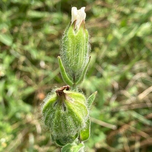 Silene dichotoma Žiedas