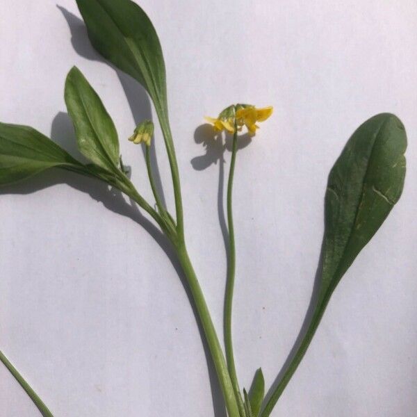 Ranunculus ophioglossifolius Blatt