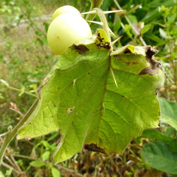 Solanum viarum Lehti