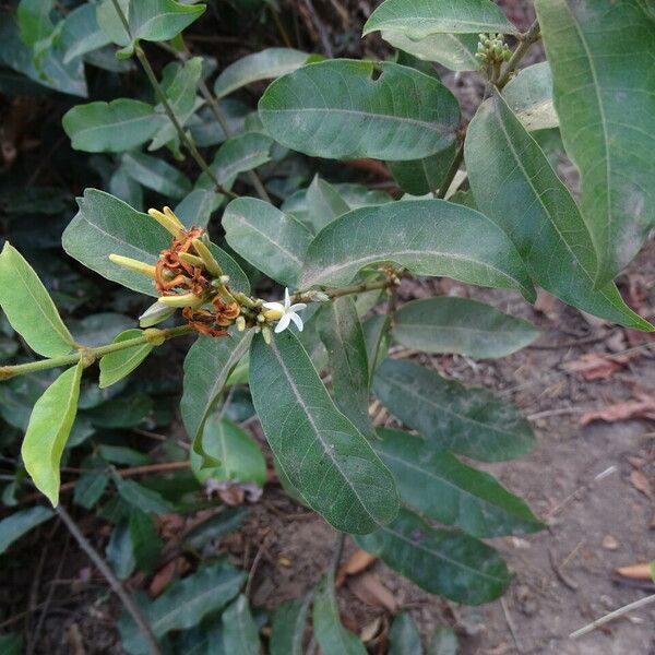 Saba senegalensis 整株植物