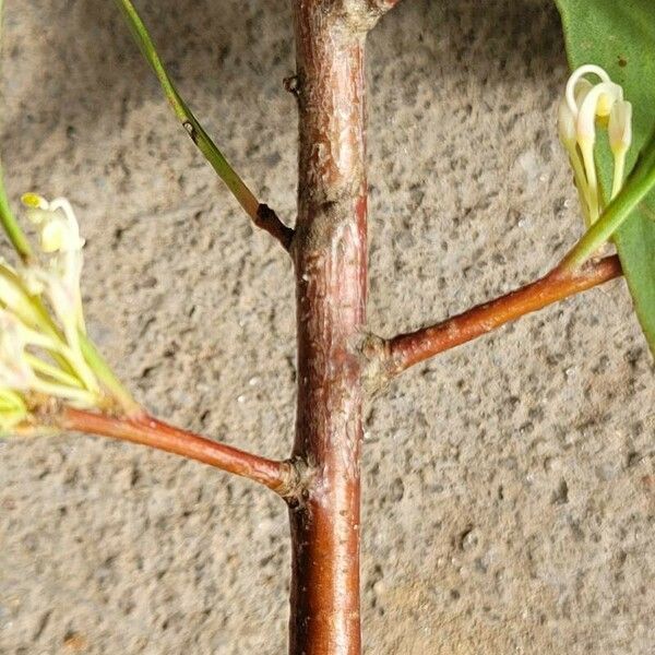 Hakea salicifolia кора