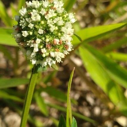 Spermacoce verticillata 花