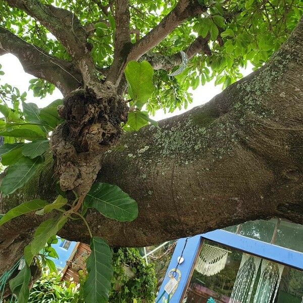 Ficus lutea Žievė