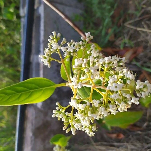 Ligustrum japonicum 花