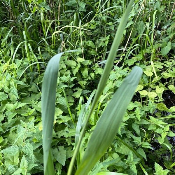 Phragmites australis Leaf