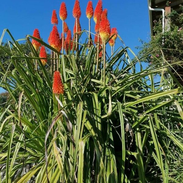 Kniphofia uvaria Хабит